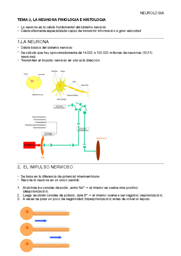 Miniatura del documento T3-NEUROLOGIA.pdf