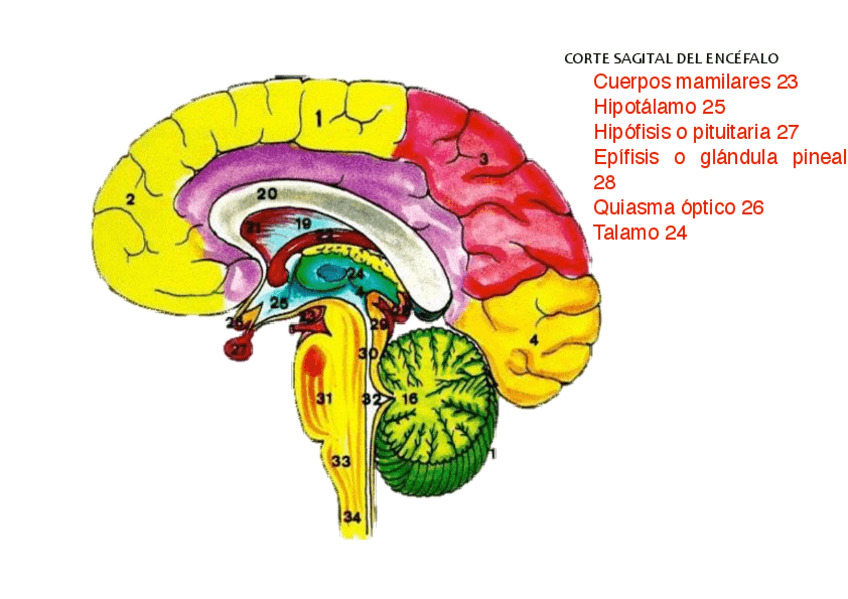 Miniatura del documento Laminas-a-completarc0127d98cef94d4596d475b7f99a5ad2-copia.pdf