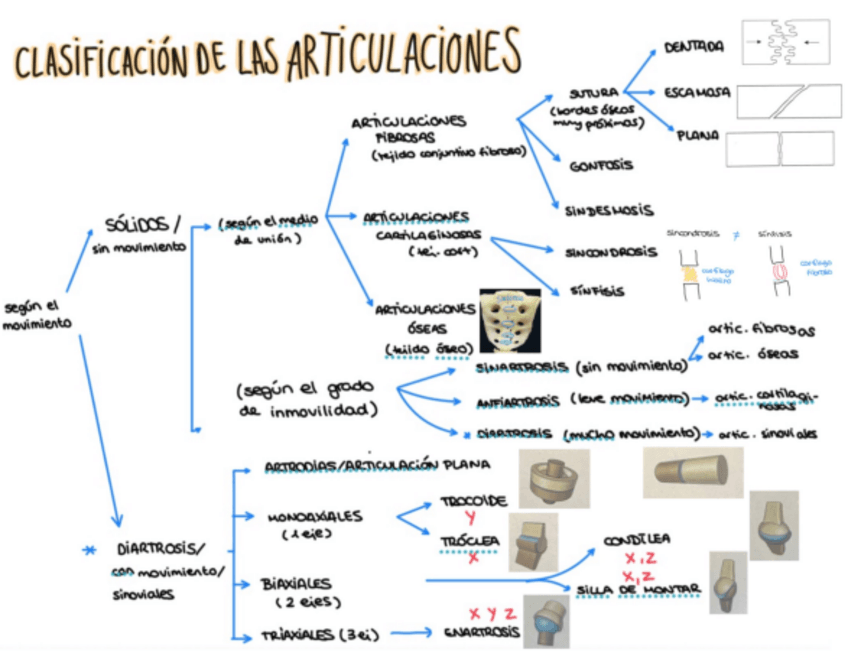 Miniatura del documento Articulaciones.pdf