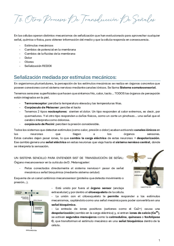 Miniatura del documento Tema-5-estimulos-y-senales.pdf