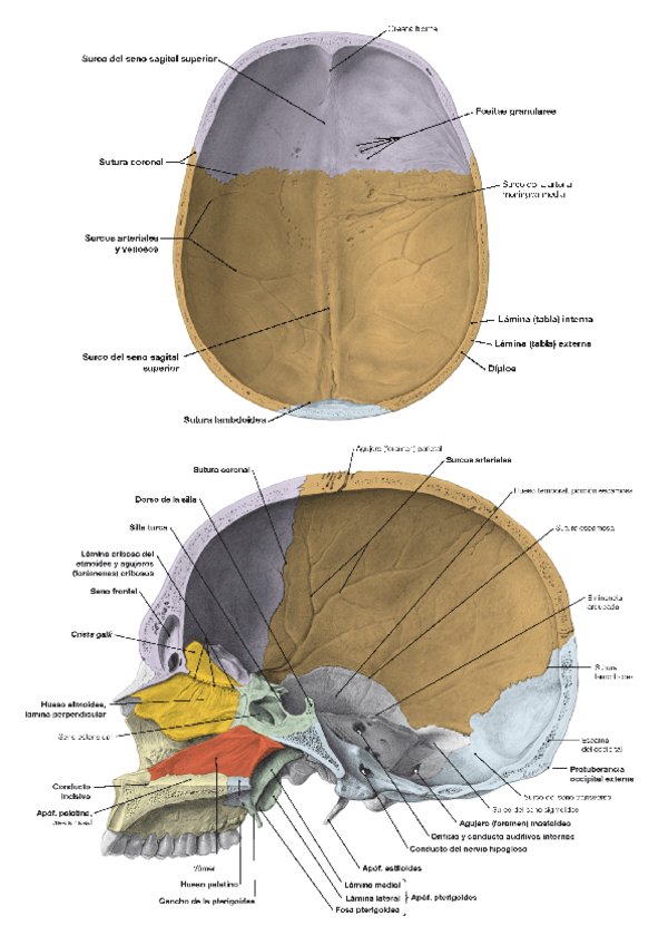 Miniatura del documento Imagenes-craneo.pdf
