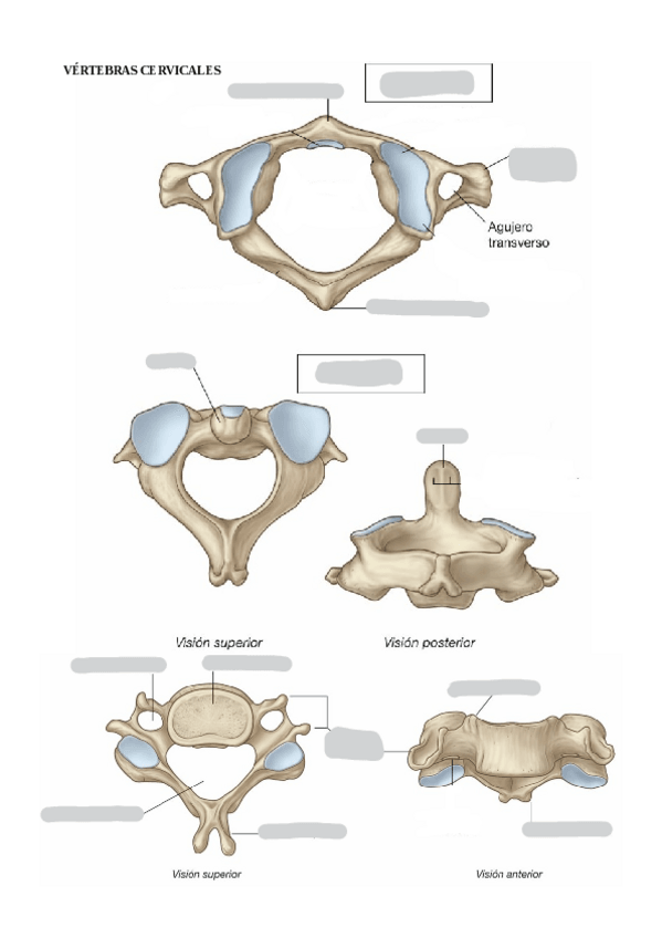 Miniatura del documento IMAGENES-MUDAS-2-EXAMEN-PRACTICAS-Huesos-torax-MMSS-y-MMII.pdf