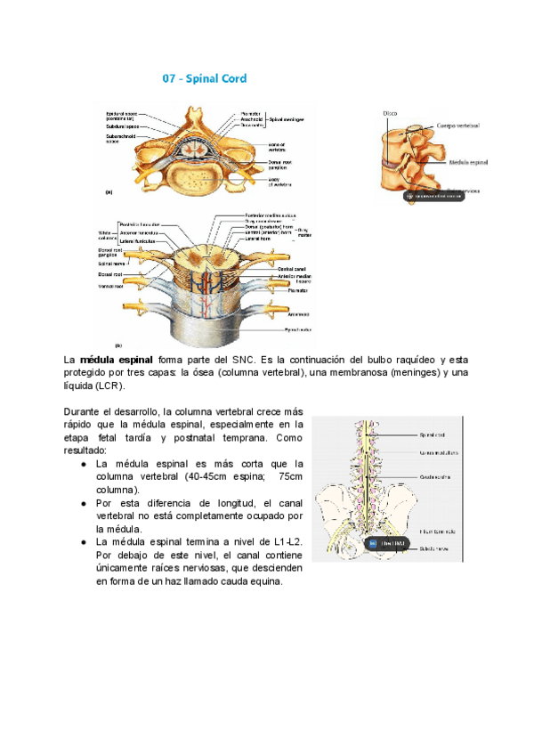 Miniatura del documento 7-Medula-espinal.pdf