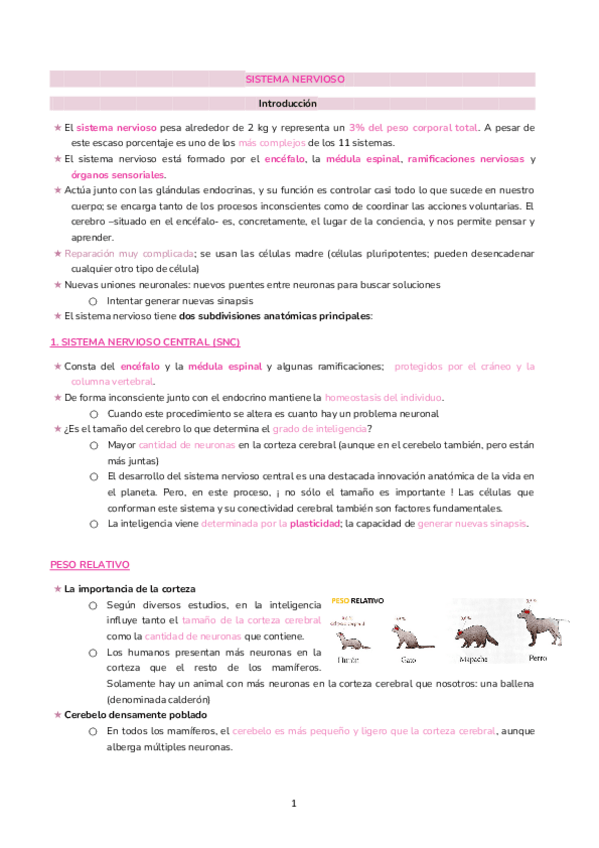 Miniatura del documento T5-Sistema-Nervioso.docx