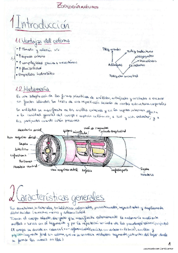 Miniatura del documento Anelidos.pdf