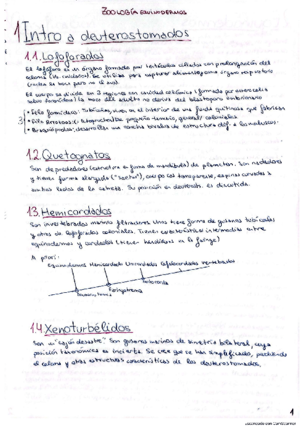 Miniatura del documento Equinodermos.pdf
