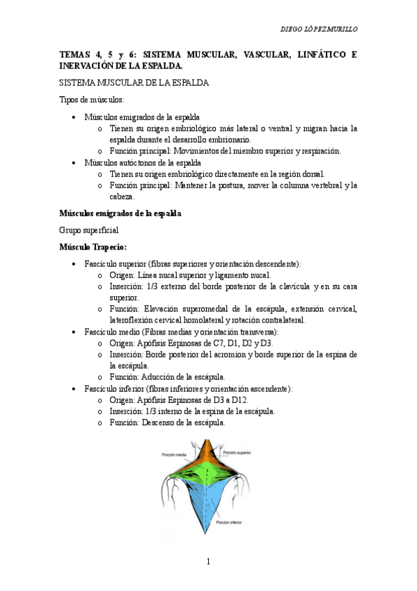 Miniatura del documento T45y6.-SISTEMA-MUSCULAR-VASCULAR-LINFATICO-E-INERVACION-DE-LA-ESPALDA..pdf