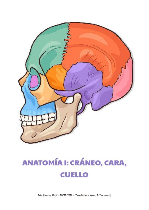 Miniatura del documento Craneo-apuntes-ines.pdf