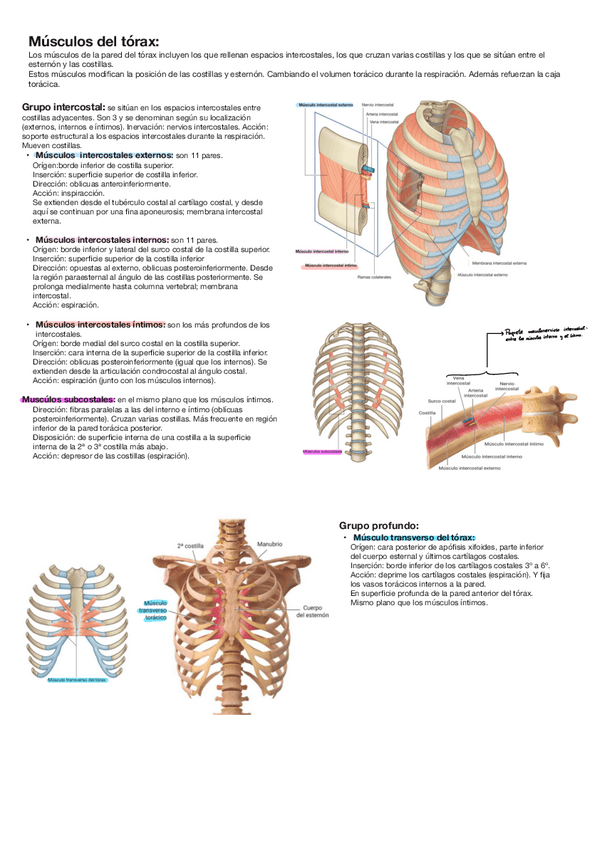 Miniatura del documento Musculos-Del-Torax.pdf