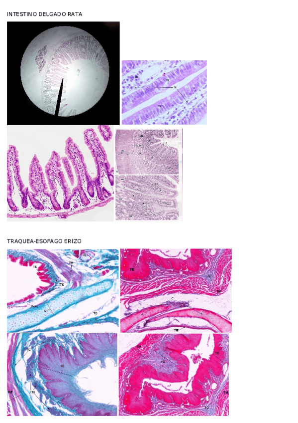 Miniatura del documento practicas histo.docx
