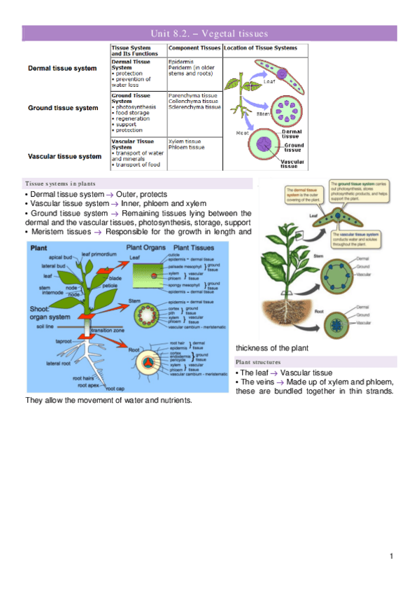 Miniatura del documento 8.-2.-Tejidos-vegetales.pdf