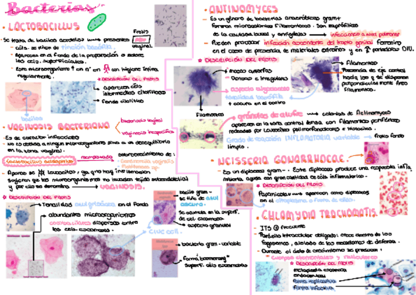 Miniatura del documento Unidad-4-esquema-parasitos-virus-bacterias-hongos.pdf