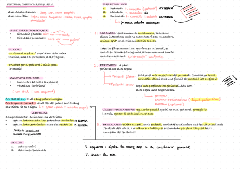 Miniatura del documento Apunts-Anato-2.pdf.pdf