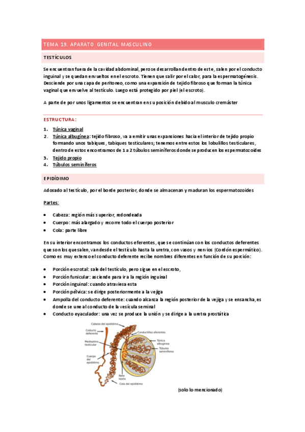 Miniatura del documento Tema-19.-Aparato-Genital-Masculino.pdf