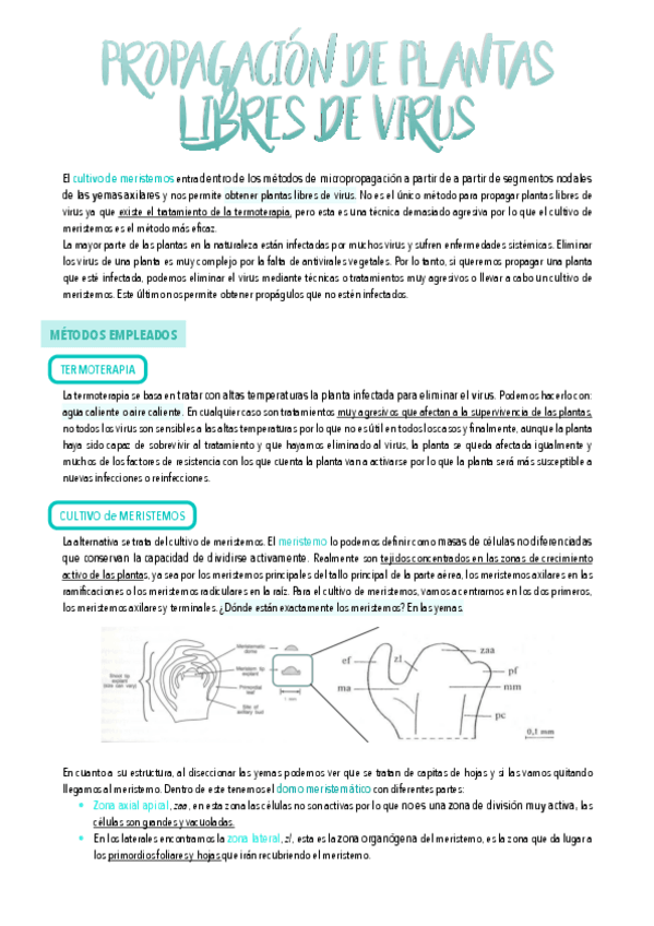 Miniatura del documento 8.-Propagacion-de-plantas-libres-de-virus.pdf
