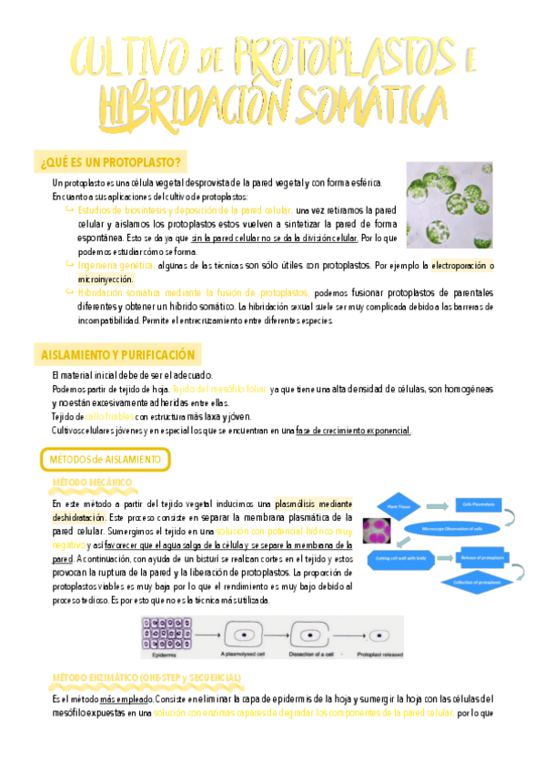 Miniatura del documento 12-y-13.-Cultivo-de-protoplastos-e-hibridacion-somatica.pdf