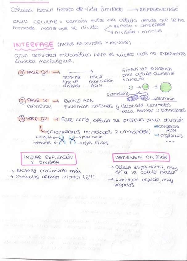 Miniatura del documento MITOSIS.pdf
