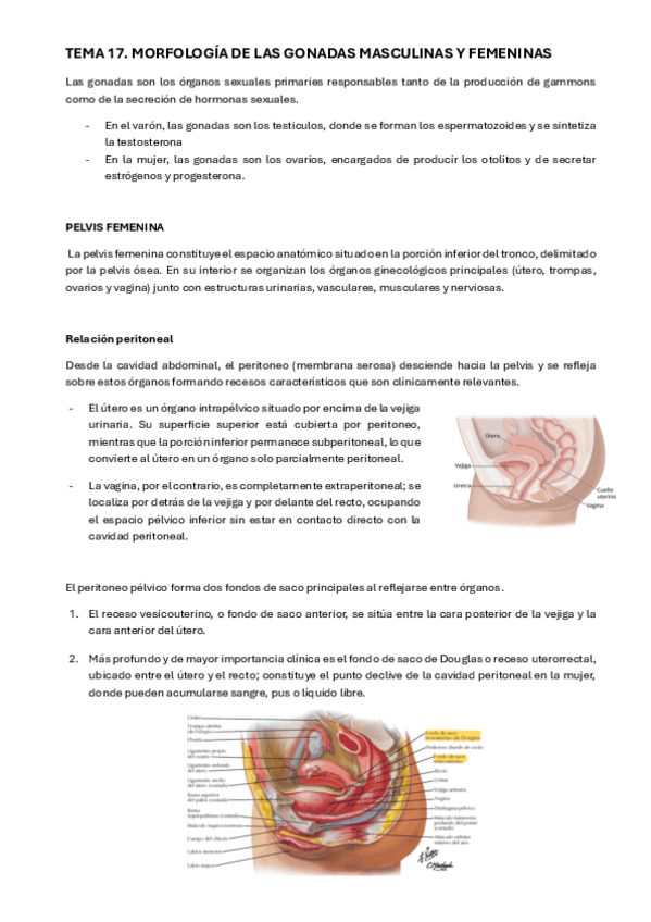 Miniatura del documento tema-17-endocrino.pdf