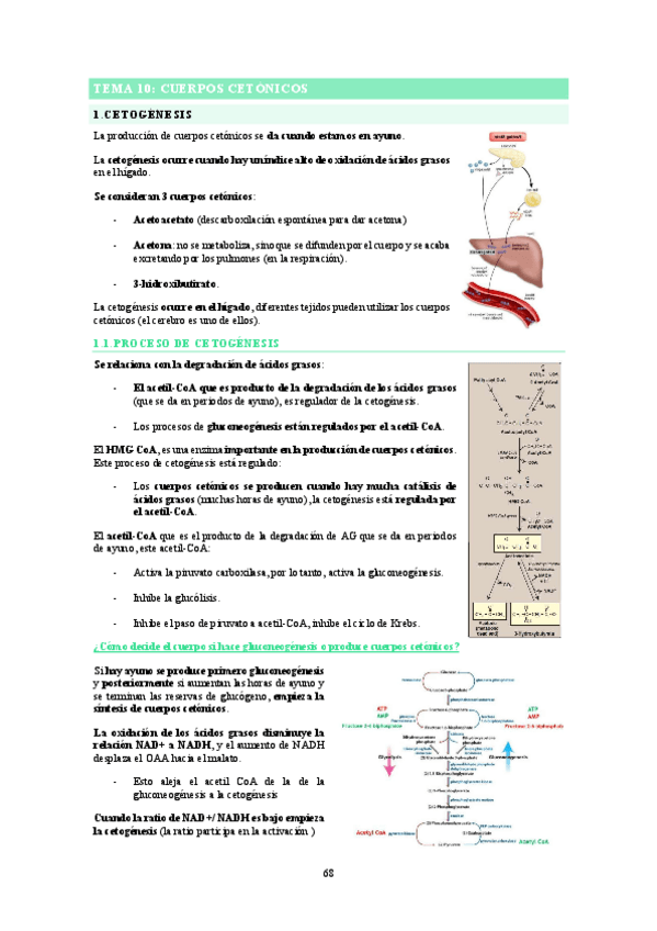 Miniatura del documento Apunts-T10-BQ.pdf