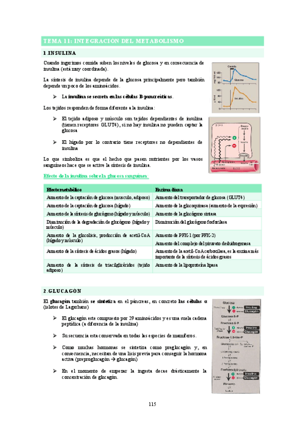 Miniatura del documento Apunts-T11-BQ.pdf