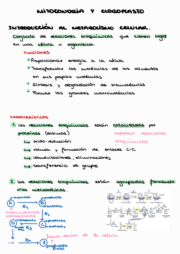 Miniatura del documento Tema-7.-Mitocondria-y-cloroplasto.pdf