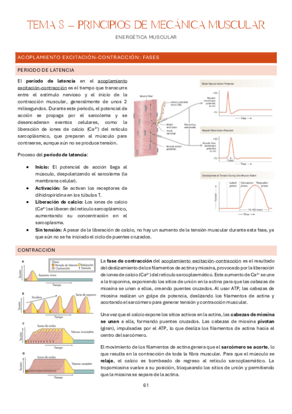 Miniatura del documento Tema-8-Estructura-y-Funcion-del-Cuerpo-Humano-I-Fisiologia.pdf