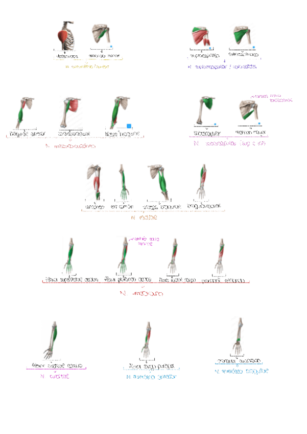 Miniatura del documento Musculos-y-nervios.pdf