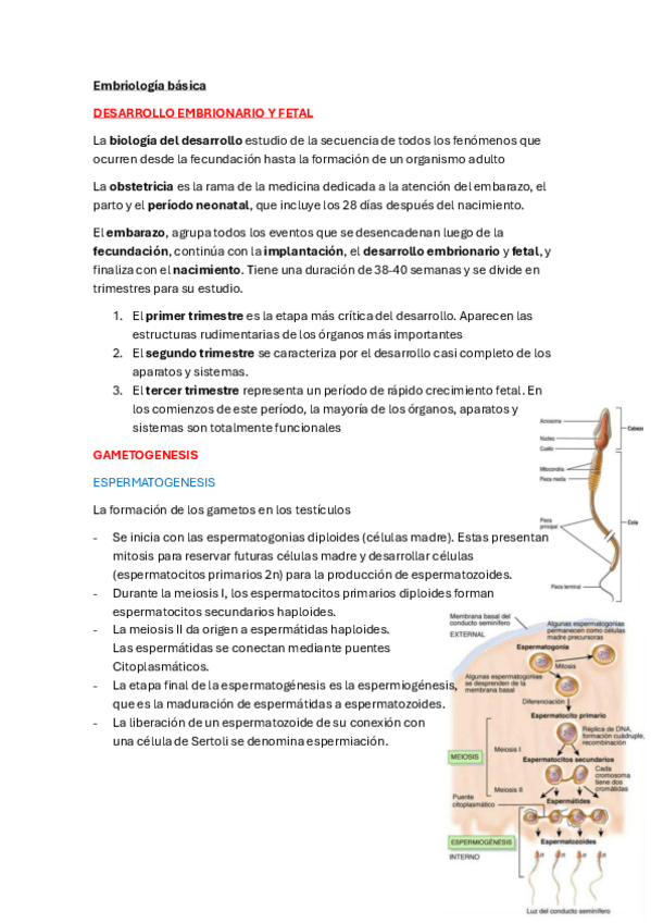 Miniatura del documento Estructura-i-funcio-embriologia-basica.pdf