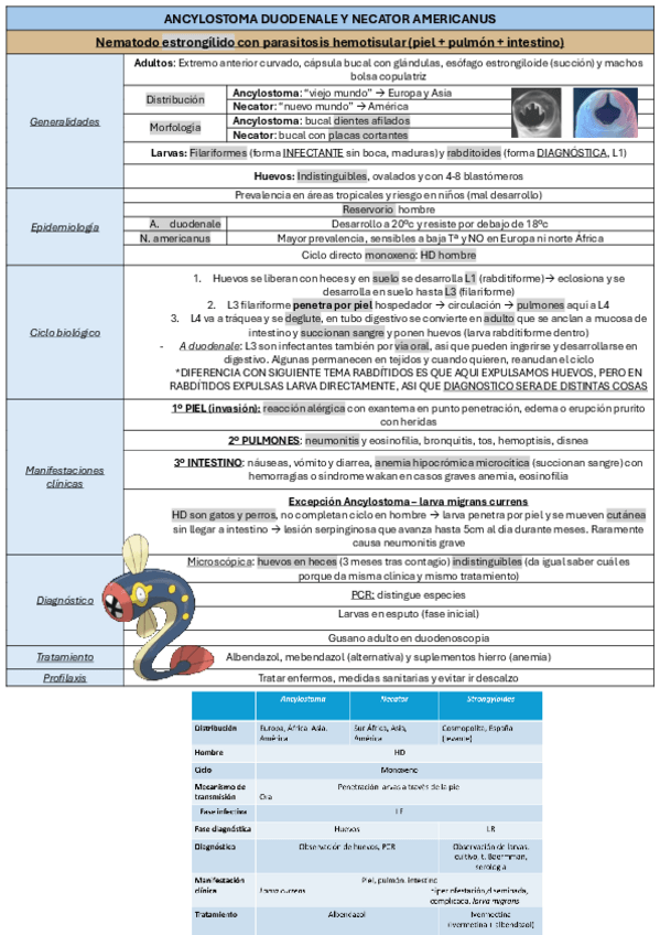 Miniatura del documento Tema-23-helminto-nematodo-Estrongilidos-y-rabditidos.pdf