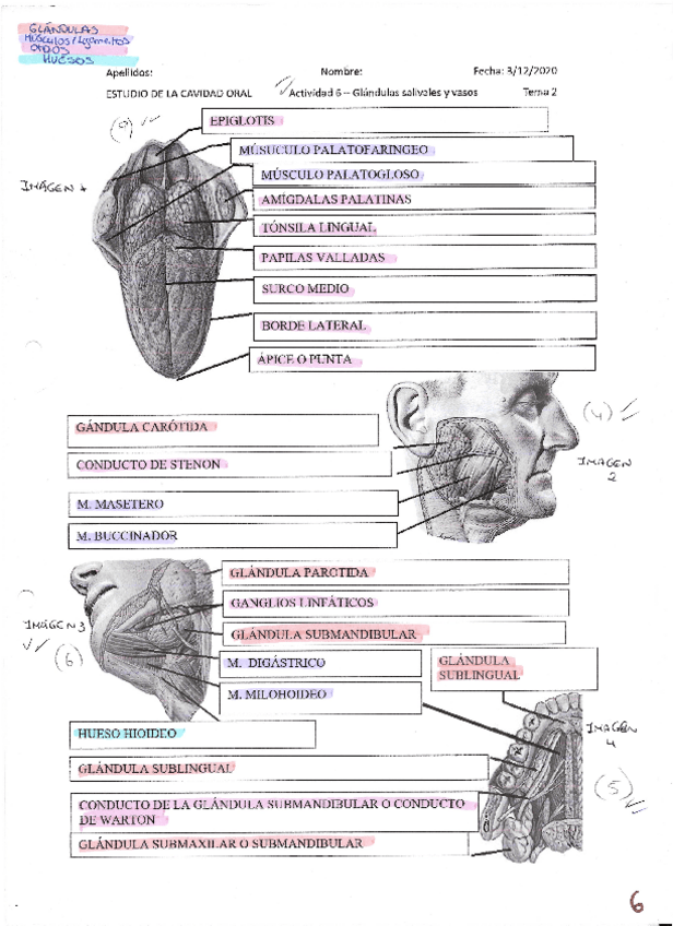 Miniatura del documento glandulas-salivales-y-vasos.pdf