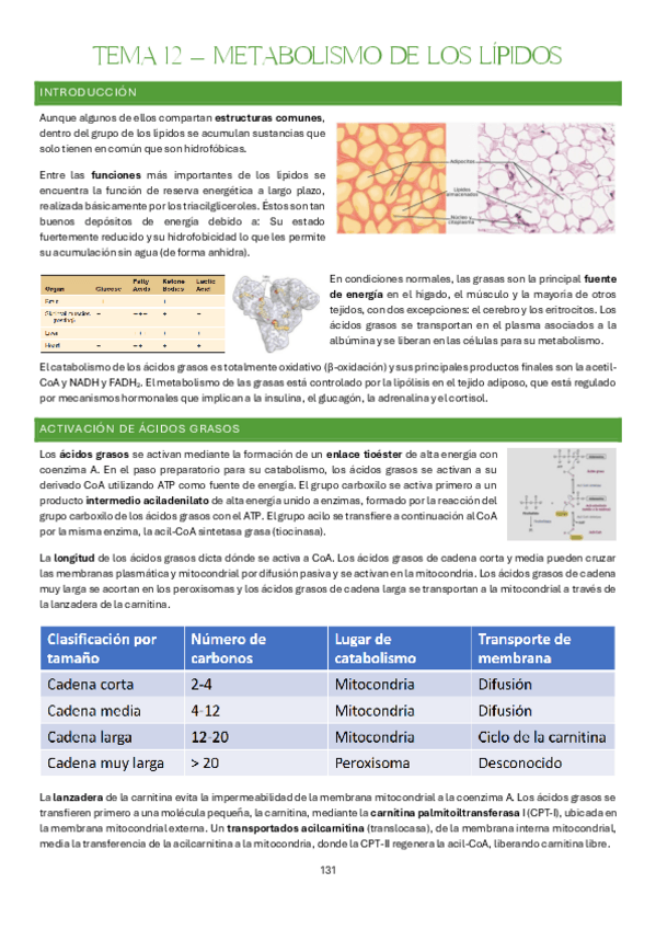 Miniatura del documento Tema-12-Bases-Organicas-e-Inorganicas-de-la-Vida.pdf