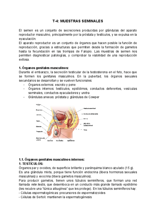 Miniatura del documento MUESTRAS SEMINALES.pdf
