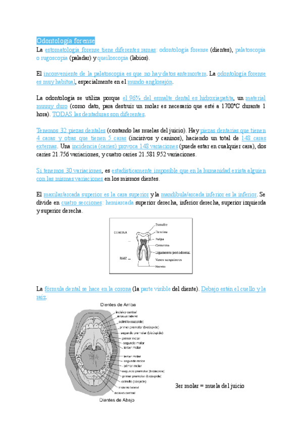 Miniatura del documento Odontología. Investigación Criminalística I 2025/26.pdf.pdf