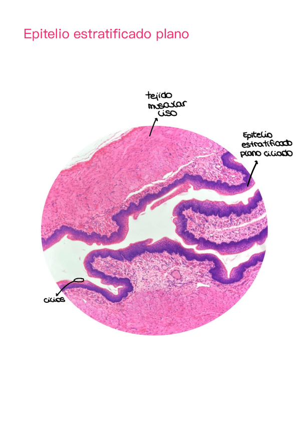 Miniatura del documento Practica-Preparacion-Histologica.pdf