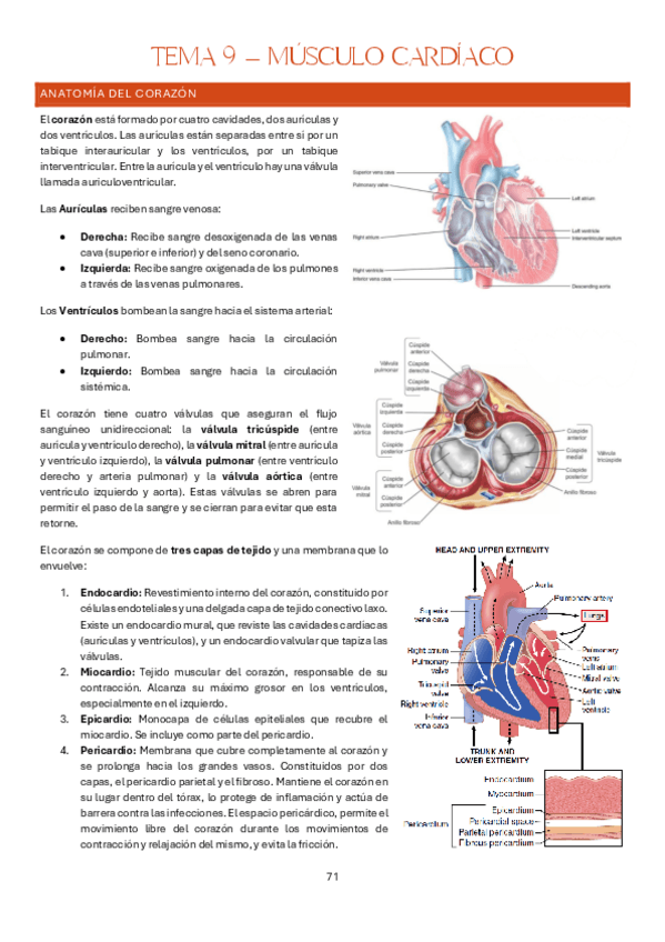Miniatura del documento Tema-9-Estructura-y-Funcion-del-Cuerpo-Humano-I-Fisiologia.pdf
