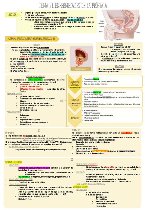T 21 ENF PROSTATA pdf