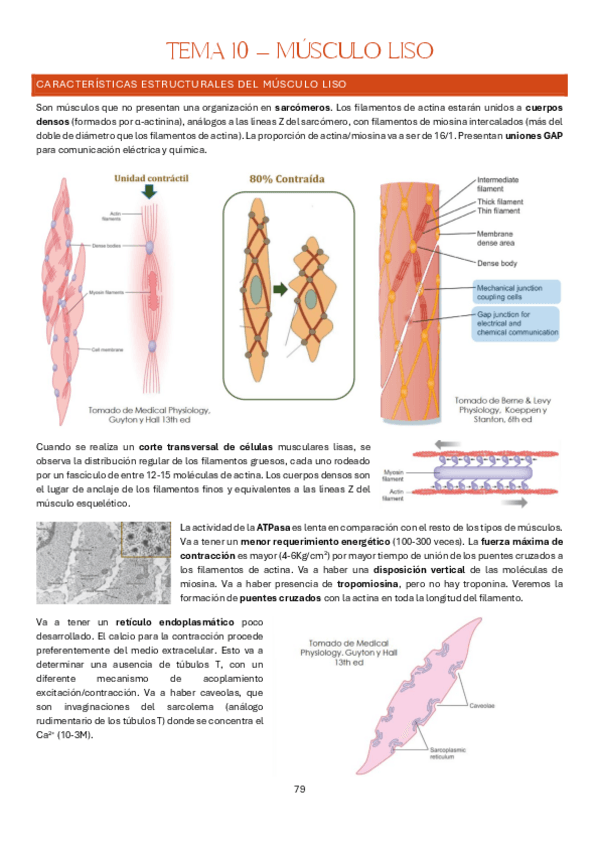 Miniatura del documento Tema-10-Estructura-y-Funcion-del-Cuerpo-Humano-I-Fisiologia.pdf