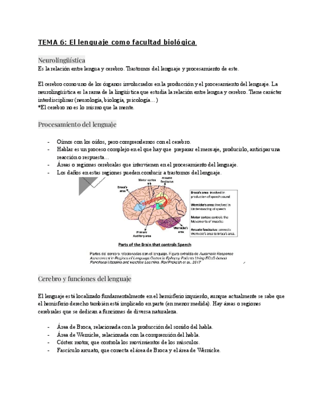 Miniatura del documento LINGUISTICA-6-El-lenguaje-como-facultad-biologica.pdf