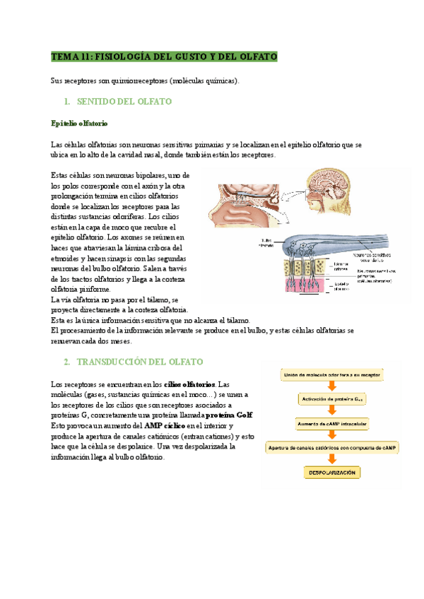 Miniatura del documento TEMA-11-FISIOLOGIA-DEL-GUSTO-Y-DEL-OLFATO.pdf