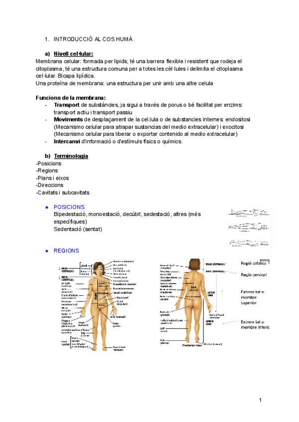 Miniatura del documento apunts-ANATOMOFISIOLOGIA-1.pdf