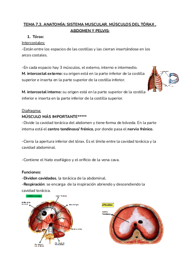 Miniatura del documento 7.3.ANATOMIA.pdf