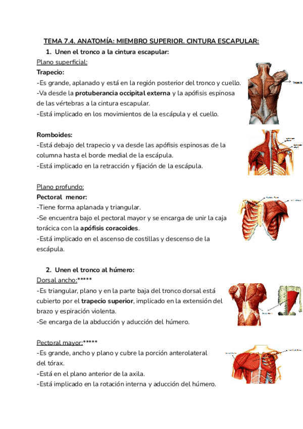 Miniatura del documento 7.4.-ANATOMIA.pdf
