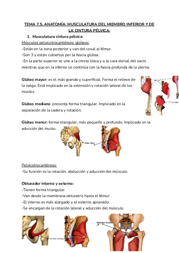 Miniatura del documento 7.5.ANATOMIA.pdf
