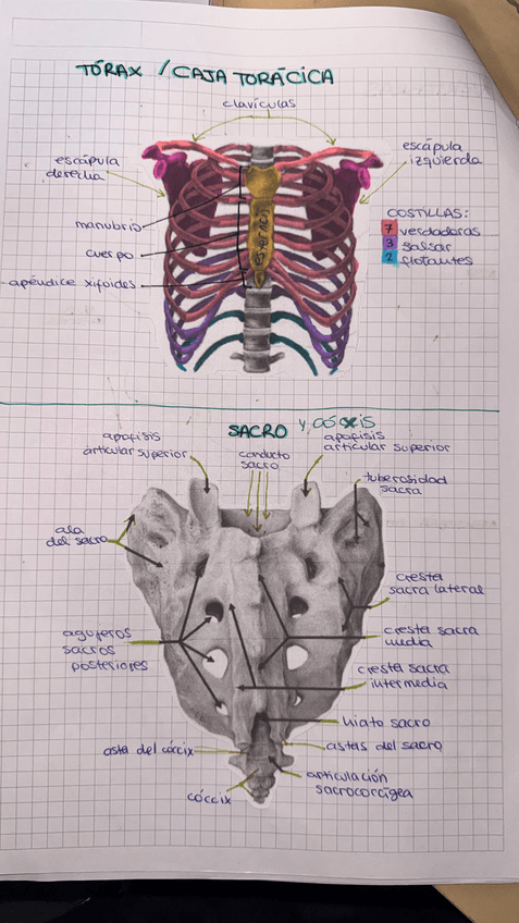 Miniatura del documento IMG7190.jpeg
