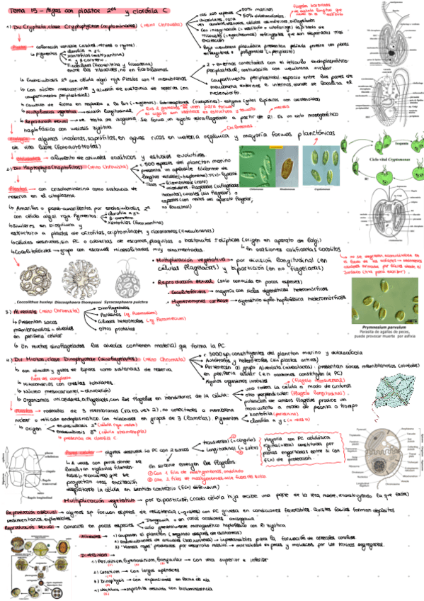 Miniatura del documento Tema-15-algas-con-plastos-2os-y-clorofila-c.pdf.pdf