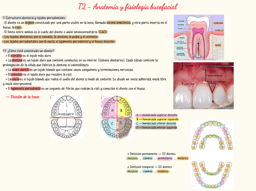 Miniatura del documento TAO-t2-Anatomia-y-fisiologia-bucofacial.pdf