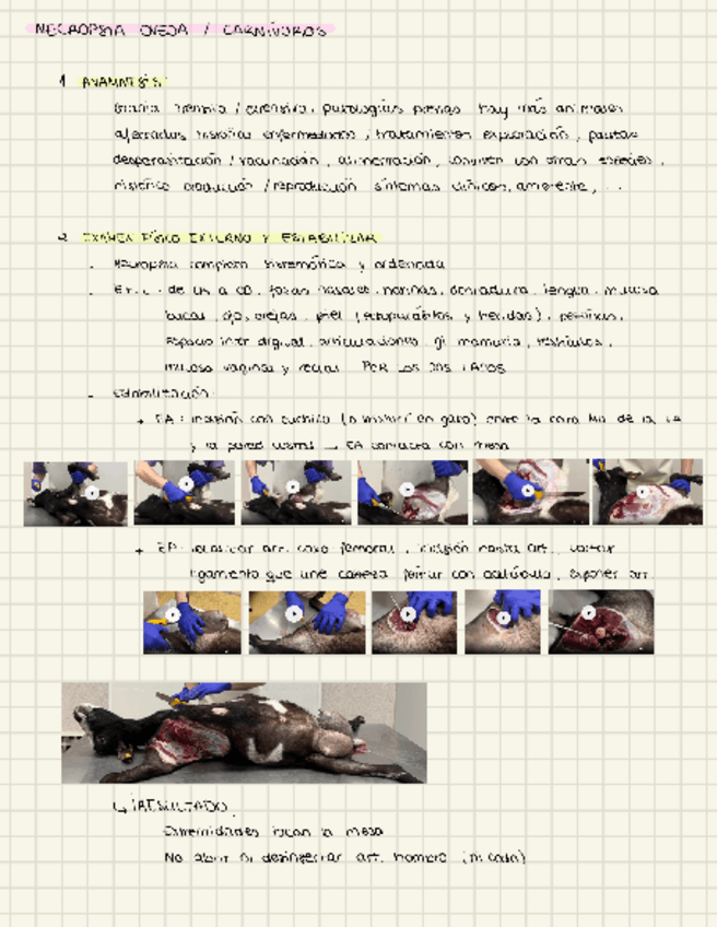 Miniatura del documento AP-necropsia-oveja.pdf