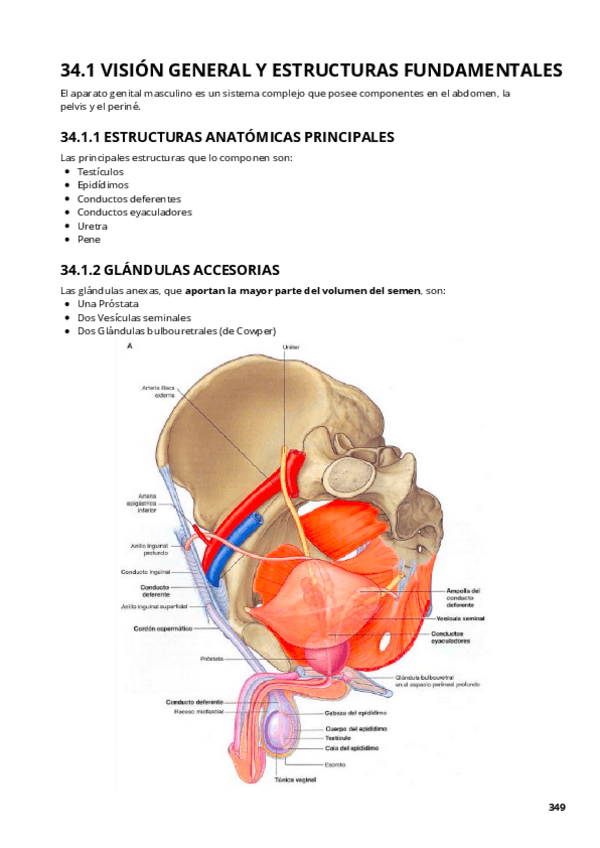 Miniatura del documento TEMA-34-ANATOMIA.pdf