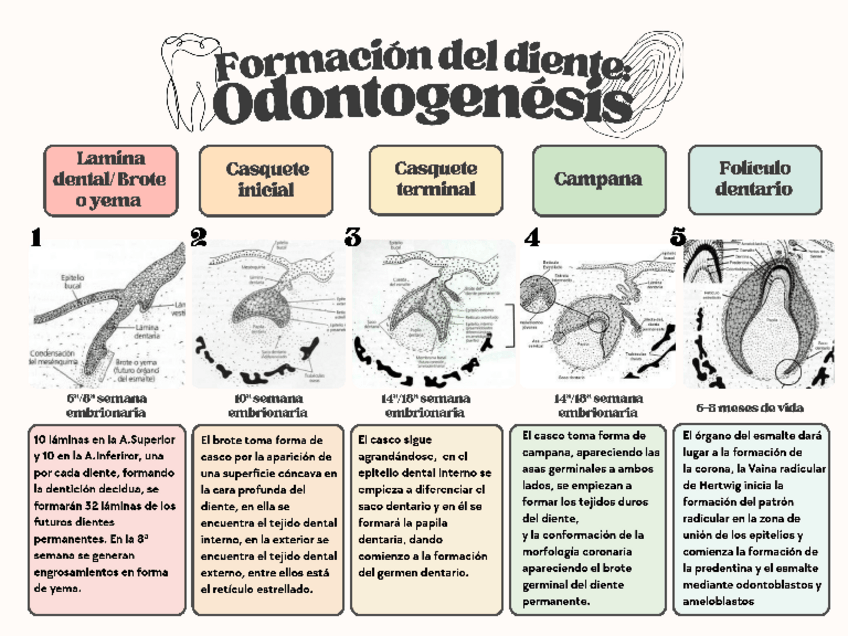 Miniatura del documento Odontogenesis-e-Histogenesis-Dental.pdf
