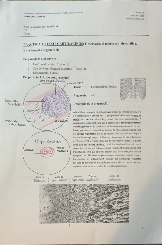 Miniatura del documento Pract-3-TX-Cartilaginoso.pdf